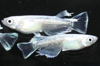 Ƿ󥰥ե ڸʪۡ2ɤ᥹2ɤMLDN1711