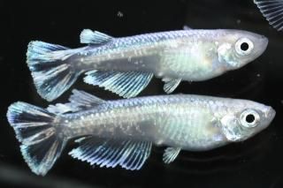 Ƿ󥰥ե ڸʪۡ2ɤ᥹2ɤMLDN1712