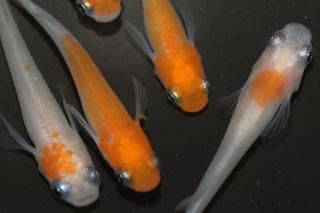 ĮBɽ ڸʪۡ3ɤ᥹3ɤMLDN1713