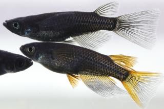 ֥åꥢ󥰥ե ڸʪۡ1ɤ᥹2ɤMLDN1715