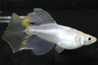 ϥꥢ󥰥ե ڸʪۡ1ɤ᥹1ɤLLDN1716