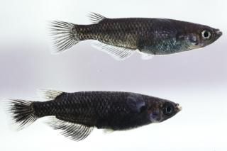 ӡ ڸʪۡ1ɤ᥹1ɤLDN1717