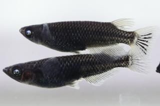 ӡƩڥF1 ڸʪۡ1ɤ᥹4ɤMLDN1719