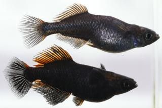 ޼typeRҥBɽ ڸʪۡ1ɤ᥹1ɤLDN1720