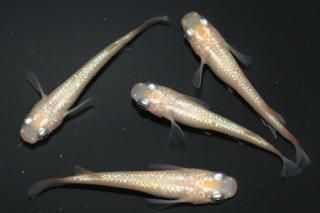 <img class='new_mark_img1' src='https://img.shop-pro.jp/img/new/icons1.gif' style='border:none;display:inline;margin:0px;padding:0px;width:auto;' /> ڸʪۡ2ɤ᥹2ɤMLDN1901