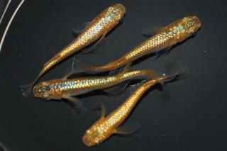 <img class='new_mark_img1' src='https://img.shop-pro.jp/img/new/icons1.gif' style='border:none;display:inline;margin:0px;padding:0px;width:auto;' />ϥ ڸʪۡ2ɤ᥹2ɤMLDN1902