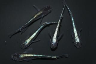 <img class='new_mark_img1' src='https://img.shop-pro.jp/img/new/icons1.gif' style='border:none;display:inline;margin:0px;padding:0px;width:auto;' />ѥ֥롼 ڸʪۡ2ɤ᥹3ɤMLDN1903