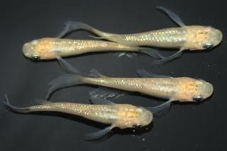 <img class='new_mark_img1' src='https://img.shop-pro.jp/img/new/icons1.gif' style='border:none;display:inline;margin:0px;padding:0px;width:auto;' />ۥ磻ȥ쥯ꥹ ڸʪۡ2ɤ᥹2ɤMLDN1904