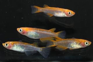 <img class='new_mark_img1' src='https://img.shop-pro.jp/img/new/icons1.gif' style='border:none;display:inline;margin:0px;padding:0px;width:auto;' />Ʃ ڸʪۡ2ɤ᥹2ɤMLDN1905