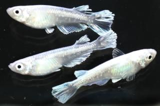 <img class='new_mark_img1' src='https://img.shop-pro.jp/img/new/icons1.gif' style='border:none;display:inline;margin:0px;padding:0px;width:auto;' />ۥ磻ȥե ڸʪۡ2ɤ᥹2ɤMLDN1906