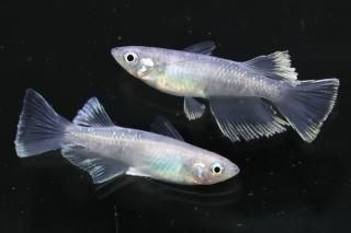 <img class='new_mark_img1' src='https://img.shop-pro.jp/img/new/icons1.gif' style='border:none;display:inline;margin:0px;padding:0px;width:auto;' />åեꥢ󥰥ե ڸʪۡ1ɤ᥹1ɤMLDN1907