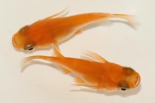 <img class='new_mark_img1' src='https://img.shop-pro.jp/img/new/icons1.gif' style='border:none;display:inline;margin:0px;padding:0px;width:auto;' /> ڸʪۡ1ɤ᥹1ɤMDN1908