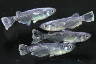 <img class='new_mark_img1' src='https://img.shop-pro.jp/img/new/icons1.gif' style='border:none;display:inline;margin:0px;padding:0px;width:auto;' />֥å졼 ڸʪۡ2ɤ᥹2ɤMLDN1909