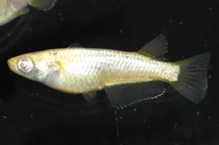 <img class='new_mark_img1' src='https://img.shop-pro.jp/img/new/icons1.gif' style='border:none;display:inline;margin:0px;padding:0px;width:auto;' />ߥ顼 ڸʪۡ1ɤ᥹1ɤMLDN1910