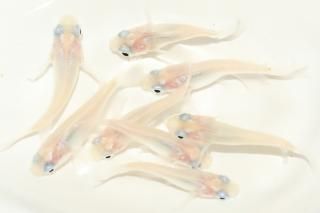 <img class='new_mark_img1' src='https://img.shop-pro.jp/img/new/icons1.gif' style='border:none;display:inline;margin:0px;padding:0px;width:auto;' />ԥ奢ۥ磻ȡʥ硼 ڸʪۡ4ɤ᥹4ɤMLDN1911