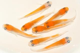 <img class='new_mark_img1' src='https://img.shop-pro.jp/img/new/icons1.gif' style='border:none;display:inline;margin:0px;padding:0px;width:auto;' />Įη ڸʪۡ4ɤ᥹4ɤMLDN1912