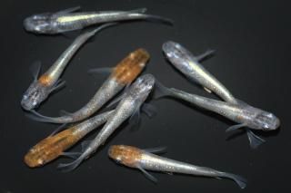 <img class='new_mark_img1' src='https://img.shop-pro.jp/img/new/icons1.gif' style='border:none;display:inline;margin:0px;padding:0px;width:auto;' />γ磻ɥեη ڸʪۡ3ɤ᥹5ɤMLDN1913