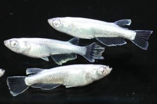 <img class='new_mark_img1' src='https://img.shop-pro.jp/img/new/icons1.gif' style='border:none;display:inline;margin:0px;padding:0px;width:auto;' />ߥ顼奰 ڸʪۡ2ɤ᥹2ɤMLDN1914