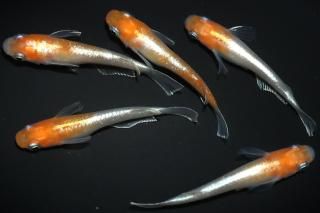 <img class='new_mark_img1' src='https://img.shop-pro.jp/img/new/icons1.gif' style='border:none;display:inline;margin:0px;padding:0px;width:auto;' />γ ڸʪۡ2ɤ᥹3ɤMLDD0104