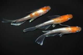 <img class='new_mark_img1' src='https://img.shop-pro.jp/img/new/icons1.gif' style='border:none;display:inline;margin:0px;padding:0px;width:auto;' />γꥢ󥰥ե ڸʪۡ1ɤ᥹2ɤMLDD0105