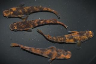 <img class='new_mark_img1' src='https://img.shop-pro.jp/img/new/icons1.gif' style='border:none;display:inline;margin:0px;padding:0px;width:auto;' />ϡS졼ɡ ڸʪۡ2ɤ᥹2ɤLDD0208