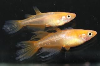 <img class='new_mark_img1' src='https://img.shop-pro.jp/img/new/icons1.gif' style='border:none;display:inline;margin:0px;padding:0px;width:auto;' />ŷ饤ҥĹ ڸʪۡ1ɤ᥹1ɤMLDD0502