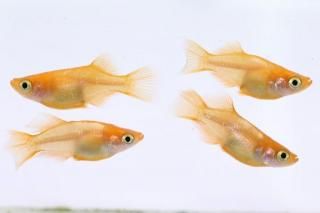 <img class='new_mark_img1' src='https://img.shop-pro.jp/img/new/icons1.gif' style='border:none;display:inline;margin:0px;padding:0px;width:auto;' />ŷ ڸʪۡ2ɤ᥹2ɤMLDD0601