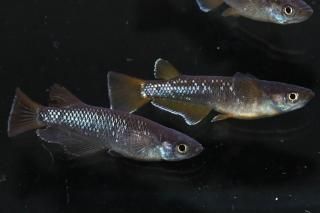 <img class='new_mark_img1' src='https://img.shop-pro.jp/img/new/icons1.gif' style='border:none;display:inline;margin:0px;padding:0px;width:auto;' />󥸥 ڸʪۡ1ɤ᥹2ɤMLDD0609