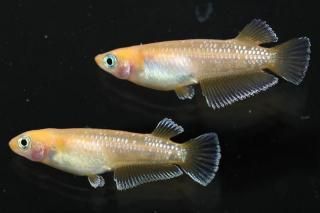 <img class='new_mark_img1' src='https://img.shop-pro.jp/img/new/icons1.gif' style='border:none;display:inline;margin:0px;padding:0px;width:auto;' />ѡ䥵󥻥åȥ ڸʪۡ1ɤ᥹1ɤMDD0610