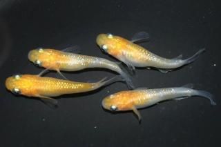 <img class='new_mark_img1' src='https://img.shop-pro.jp/img/new/icons1.gif' style='border:none;display:inline;margin:0px;padding:0px;width:auto;' />ޤη ڸʪۡ1ɤ᥹3ɤMLDD0702