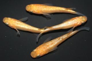 <img class='new_mark_img1' src='https://img.shop-pro.jp/img/new/icons1.gif' style='border:none;display:inline;margin:0px;padding:0px;width:auto;' />ߤ ڸʪۡ2ɤ᥹2ɤMLDN2001