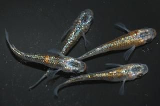 <img class='new_mark_img1' src='https://img.shop-pro.jp/img/new/icons1.gif' style='border:none;display:inline;margin:0px;padding:0px;width:auto;' />ꥷ ڸʪۡ2ɤ᥹2ɤMLDN2002