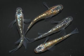 <img class='new_mark_img1' src='https://img.shop-pro.jp/img/new/icons1.gif' style='border:none;display:inline;margin:0px;padding:0px;width:auto;' />ꥷ ڸʪۡ2ɤ᥹2ɤMLDN2003