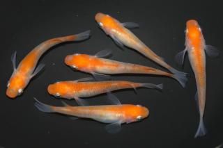 <img class='new_mark_img1' src='https://img.shop-pro.jp/img/new/icons1.gif' style='border:none;display:inline;margin:0px;padding:0px;width:auto;' />Ʃ ڸʪۡ2ɤ᥹4ɤMLDN2004