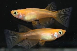 <img class='new_mark_img1' src='https://img.shop-pro.jp/img/new/icons1.gif' style='border:none;display:inline;margin:0px;padding:0px;width:auto;' />̵ޥꥢ󥰥ե󥷥硼 ڸʪۡ1ɤ᥹1ɤMLDN2005