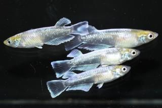 <img class='new_mark_img1' src='https://img.shop-pro.jp/img/new/icons1.gif' style='border:none;display:inline;margin:0px;padding:0px;width:auto;' />ᥭ ڸʪۡ2ɤ᥹2ɤMLDN2006