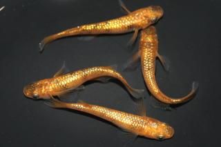 <img class='new_mark_img1' src='https://img.shop-pro.jp/img/new/icons1.gif' style='border:none;display:inline;margin:0px;padding:0px;width:auto;' />󥷥㥤 ڸʪۡ2ɤ᥹2ɤMLDN2007