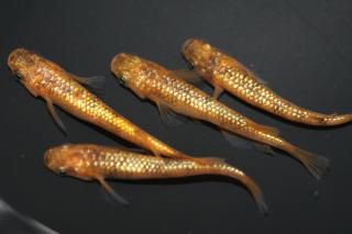 <img class='new_mark_img1' src='https://img.shop-pro.jp/img/new/icons1.gif' style='border:none;display:inline;margin:0px;padding:0px;width:auto;' />󥷥㥤 ڸʪۡ2ɤ᥹2ɤMLDN2008