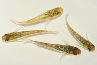 <img class='new_mark_img1' src='https://img.shop-pro.jp/img/new/icons1.gif' style='border:none;display:inline;margin:0px;padding:0px;width:auto;' /> ڸʪۡ2ɤ᥹2ɤMLDN2009