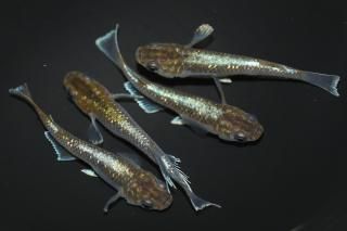 <img class='new_mark_img1' src='https://img.shop-pro.jp/img/new/icons1.gif' style='border:none;display:inline;margin:0px;padding:0px;width:auto;' />ɥե ڸʪۡ1ɤ᥹3ɤLDN2010