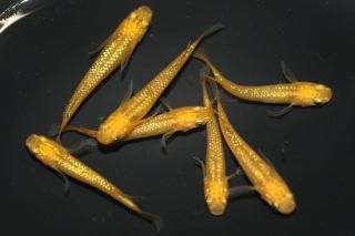 <img class='new_mark_img1' src='https://img.shop-pro.jp/img/new/icons1.gif' style='border:none;display:inline;margin:0px;padding:0px;width:auto;' />쥯ꥹ ڸʪۡ3ɤ᥹4ɤMLDN2101