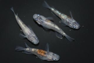 <img class='new_mark_img1' src='https://img.shop-pro.jp/img/new/icons1.gif' style='border:none;display:inline;margin:0px;padding:0px;width:auto;' />ޤη ڸʪۡ2ɤ᥹2ɤMLDN2102