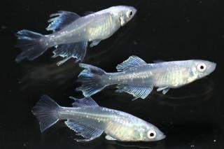 <img class='new_mark_img1' src='https://img.shop-pro.jp/img/new/icons1.gif' style='border:none;display:inline;margin:0px;padding:0px;width:auto;' />ǡ ڸʪۡ1ɤ᥹2ɤMDN2103