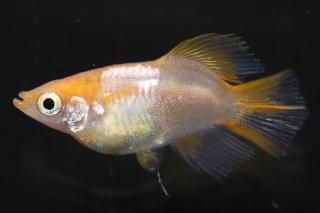 <img class='new_mark_img1' src='https://img.shop-pro.jp/img/new/icons1.gif' style='border:none;display:inline;margin:0px;padding:0px;width:auto;' />ȥ ڸʪۡ1ɤMLDN2104