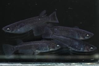 <img class='new_mark_img1' src='https://img.shop-pro.jp/img/new/icons1.gif' style='border:none;display:inline;margin:0px;padding:0px;width:auto;' />ӡƩڥF1 ڸʪۡ2ɤ᥹2ɤMLDN2105