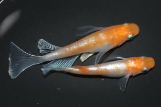 <img class='new_mark_img1' src='https://img.shop-pro.jp/img/new/icons1.gif' style='border:none;display:inline;margin:0px;padding:0px;width:auto;' />γʥ᥹ꥢ󥰥ե ڸʪۡ1ɤ᥹1ɤLDN2107