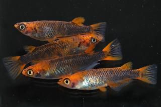 <img class='new_mark_img1' src='https://img.shop-pro.jp/img/new/icons1.gif' style='border:none;display:inline;margin:0px;padding:0px;width:auto;' />޼typeR ڸʪۡ2ɤ᥹2ɤLDN2108