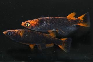 <img class='new_mark_img1' src='https://img.shop-pro.jp/img/new/icons1.gif' style='border:none;display:inline;margin:0px;padding:0px;width:auto;' />޼typeRS졼ɡ ڸʪۡ1ɤ᥹1ɤLLDN2109