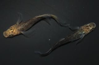 <img class='new_mark_img1' src='https://img.shop-pro.jp/img/new/icons1.gif' style='border:none;display:inline;margin:0px;padding:0px;width:auto;' />ε˱ ε ڸʪۡ1ɤ᥹1ɤMLDN2110