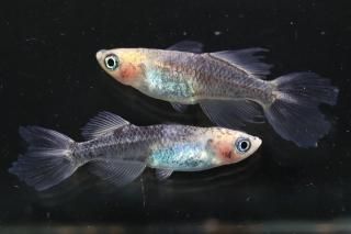 <img class='new_mark_img1' src='https://img.shop-pro.jp/img/new/icons1.gif' style='border:none;display:inline;margin:0px;padding:0px;width:auto;' />ε˱ ε ڸʪۡ1ɤ᥹1ɤMLDN2111